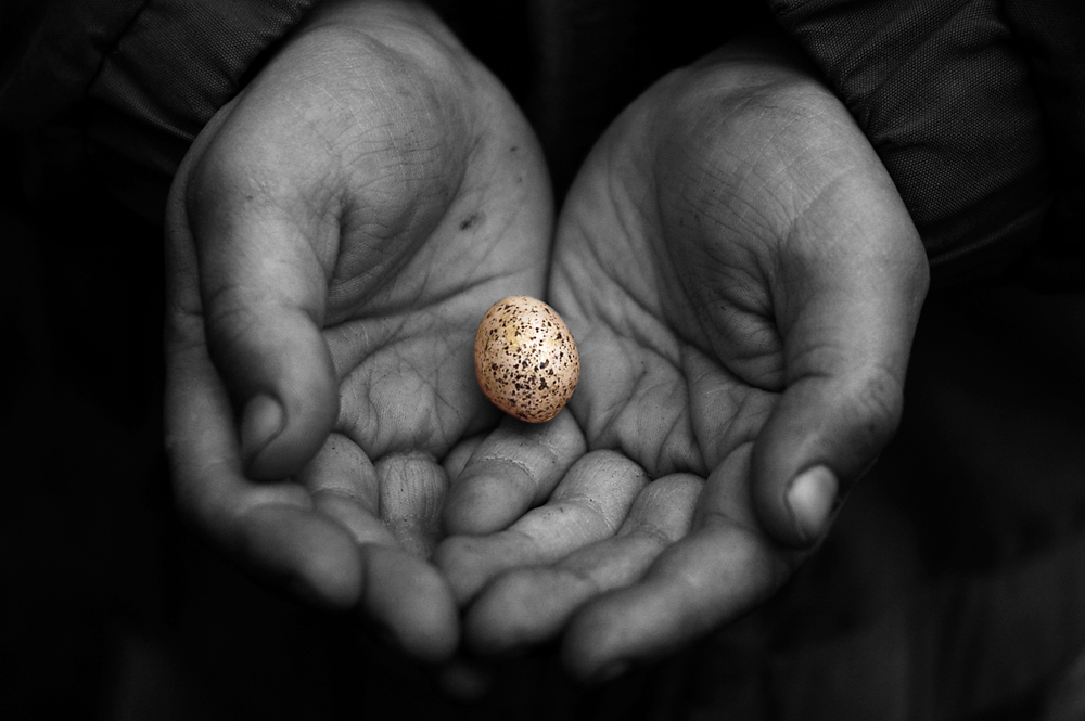 Owen's Egg